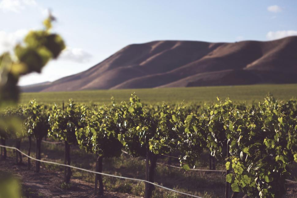 Free Image of Vineyard With Mountain Background 