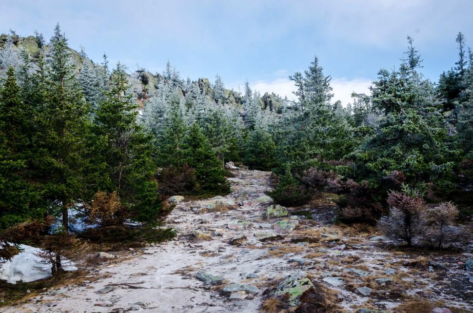 Free Image of Snow Covered Path in Forest 