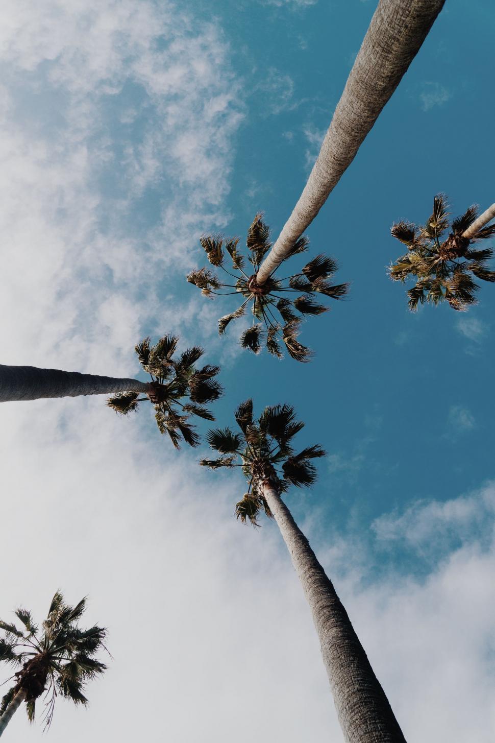Free Image of Group of Palm Trees Against Blue Sky 