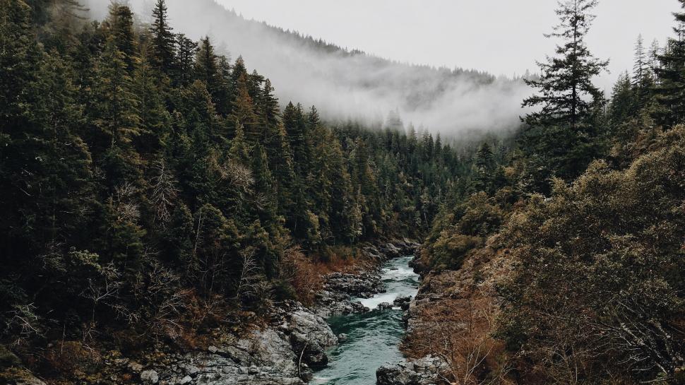 Free Image of River Flowing Through Dense Forest 