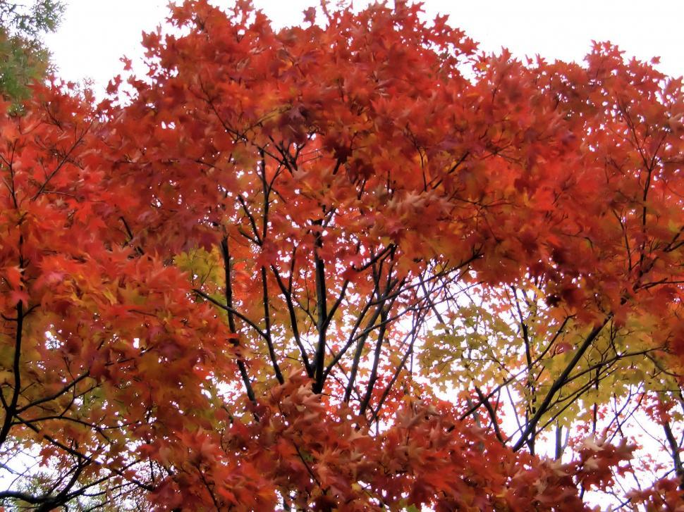 Free Image of Changing Colors 