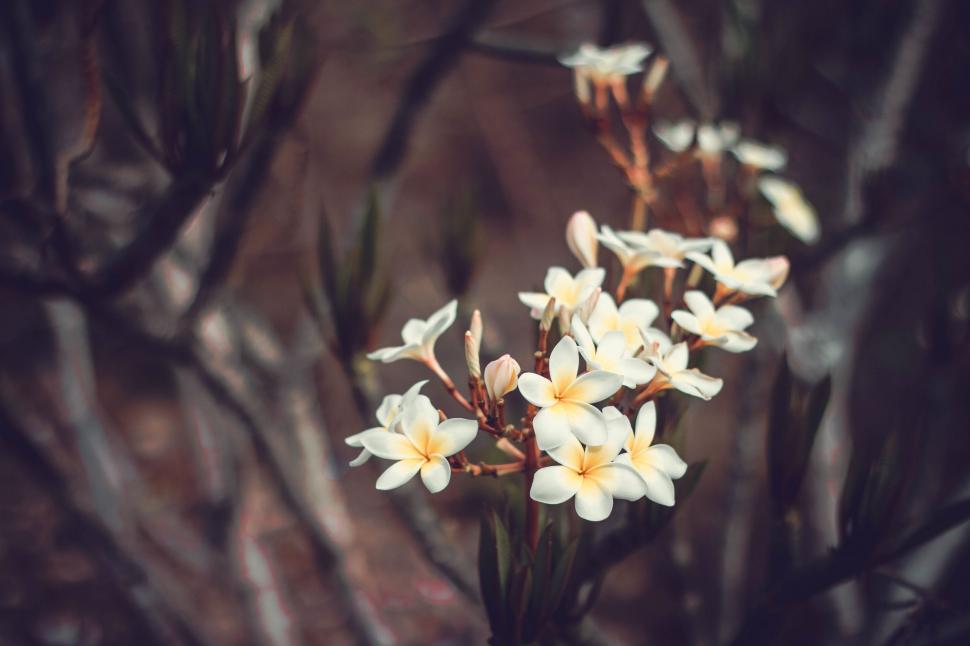 Free Image of Cluster of White Flowers With Yellow Centers 