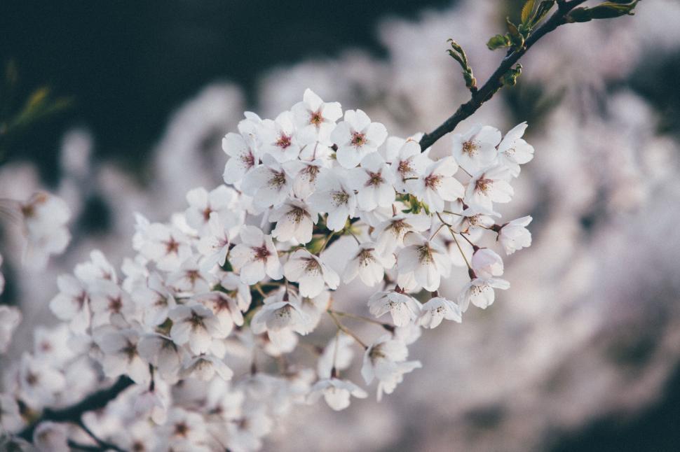 Free Image of Close Up of a White Flower on a Branch 