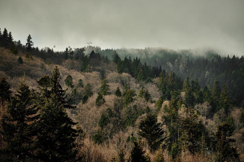 Free Image of Dense Forest in Black and White 