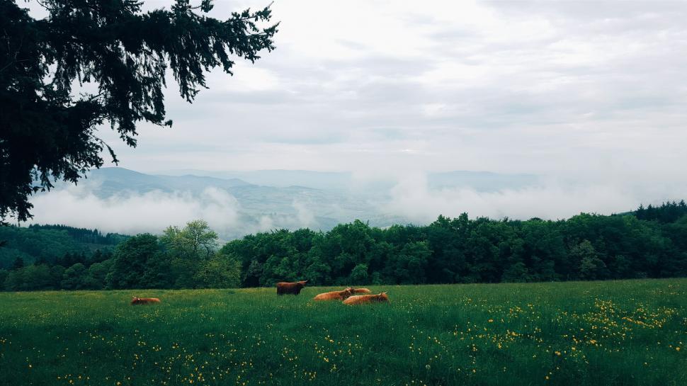 Free Image of Herd of Cattle Grazing on Lush Green Field 