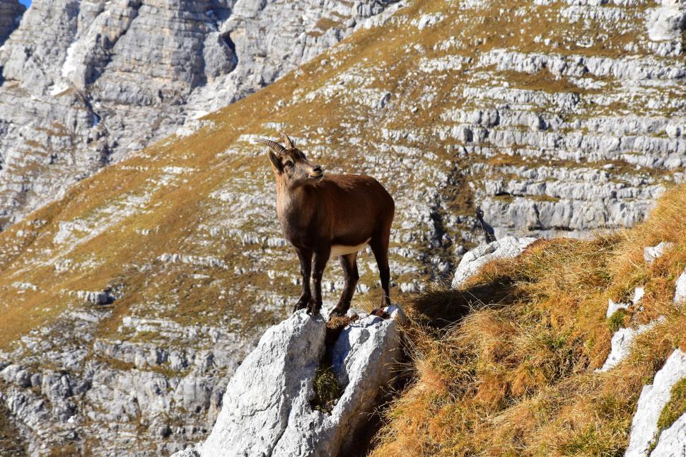 Free Image of Mountain Goat Standing on Rock in Mountains 