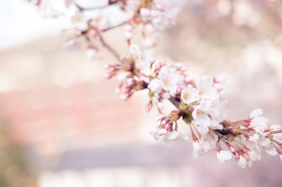 Free Image of Branch of a Tree With White Flowers 