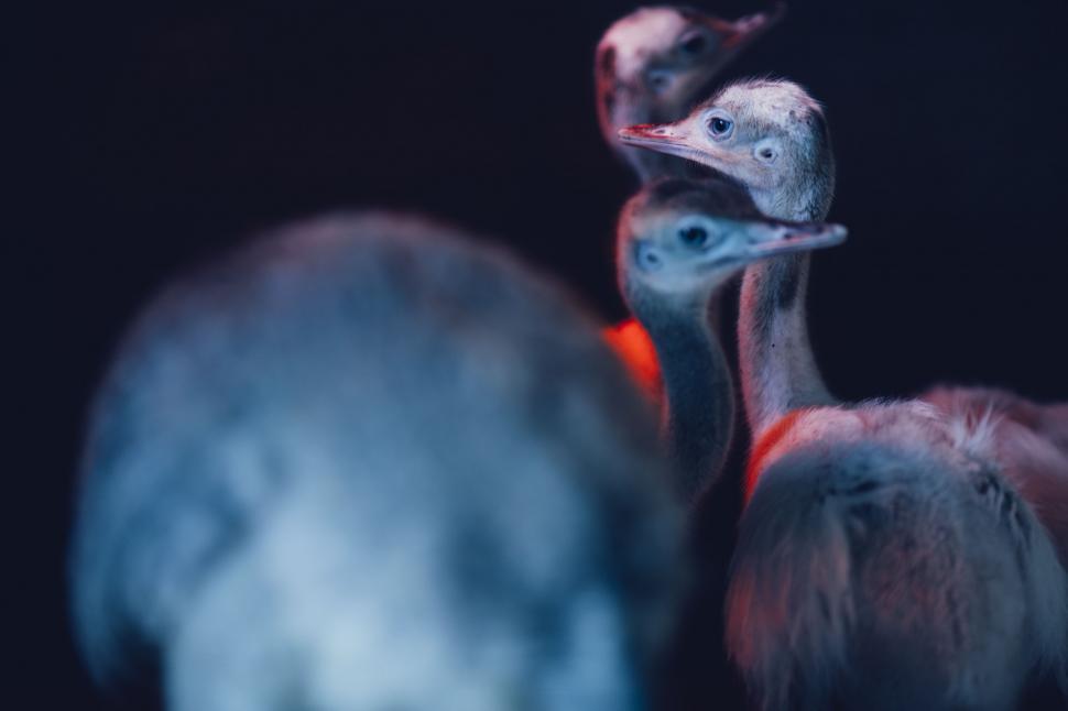 Free Image of Group of Birds Standing Next to Each Other 