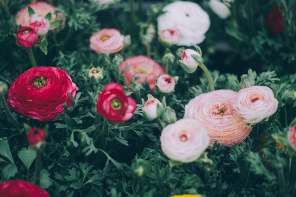 Free Image of Cluster of Flowers Nestled in Grass 
