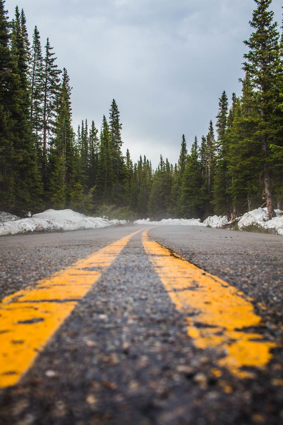 Free Image of Yellow Line on Road in Forest 