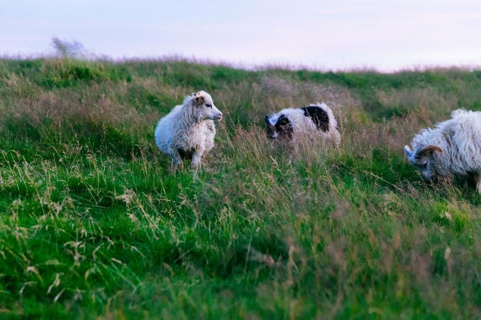 Free Image of A Herd of Sheep Grazing on a Lush Green Hillside 
