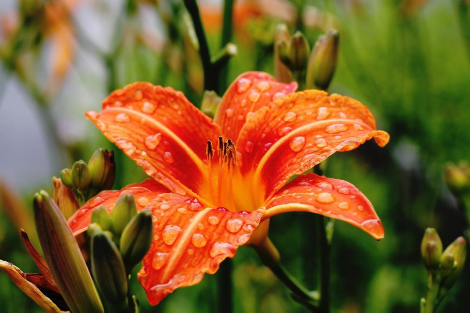 Free Image of Glistening Flower Petals With Water Droplets 