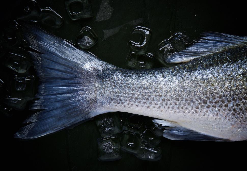 Free Image of Fish Surrounded by Ice Cubes 