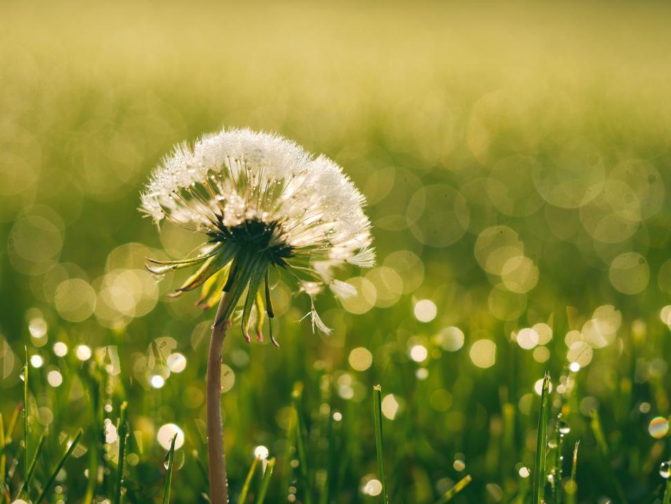 Free Image of Dandelion in a Field 