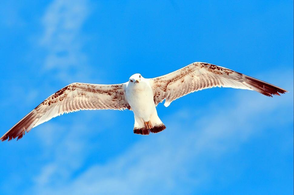 Free Image of Seagull 