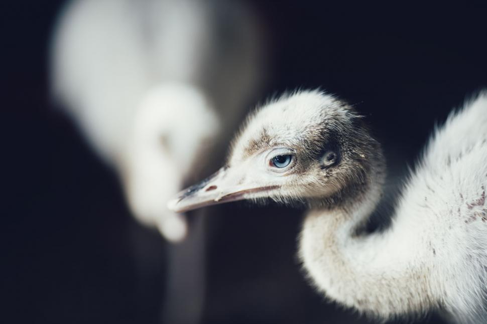 Free Image of Majestic Ostrich in Monochrome 