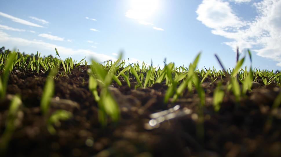 Free Image of Sunlight Filtering Through Blades of Grass 