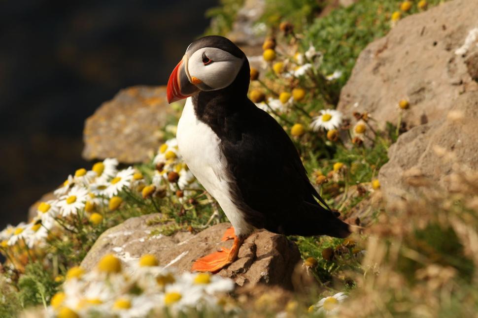 Free Image of Black and White Bird Perched on Rock 