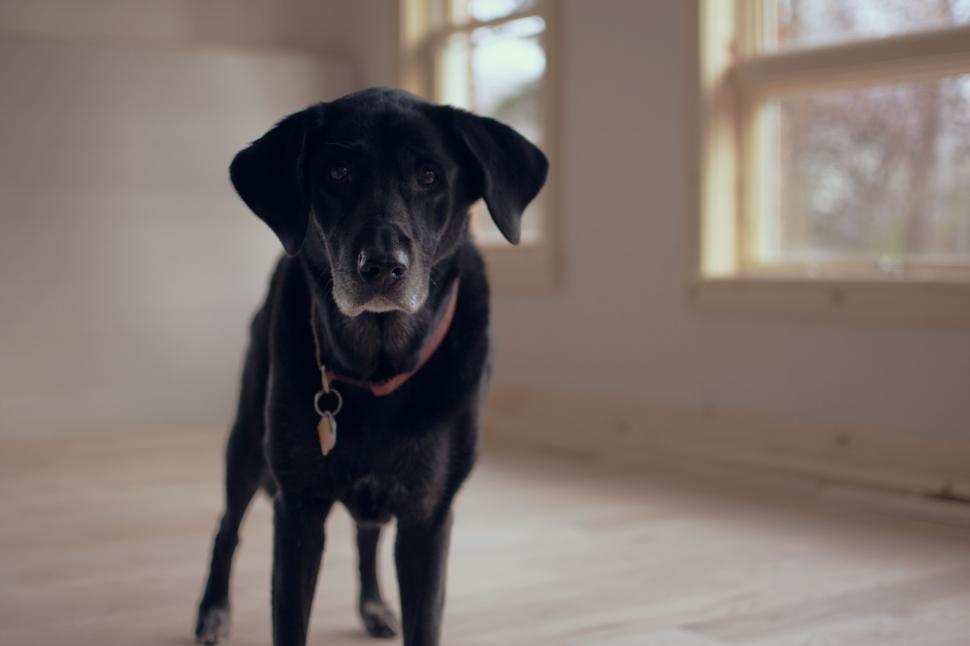Free Image of Black Dog Standing on Hardwood Floor 