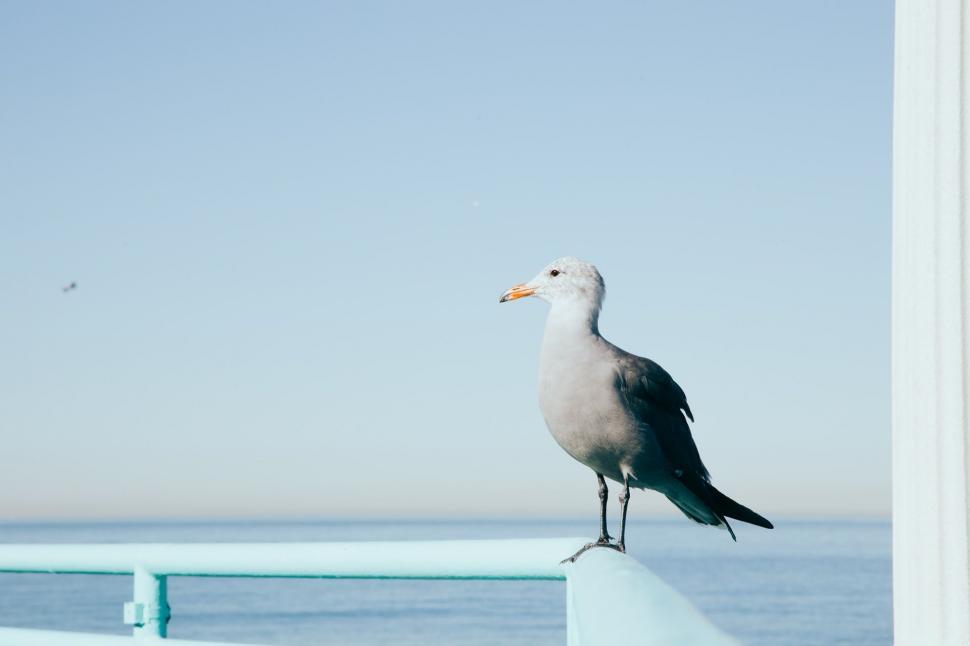 Free Stock Photo of Seagull Standing on Ledge by Ocean | Download Free ...