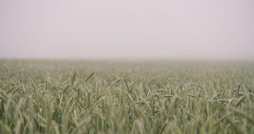 Free Image of Grass Field With Background Sky 
