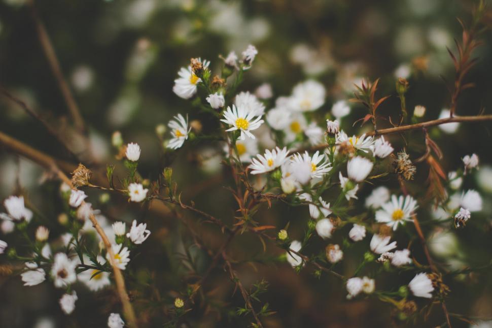 Free Image of Cluster of White Flowers on Tree 