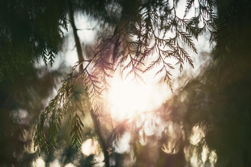 Free Image of Sun Shines Through Branches of Tree 