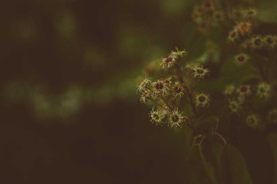 Free Image of Close Up of an Assortment of Colorful Flowers 