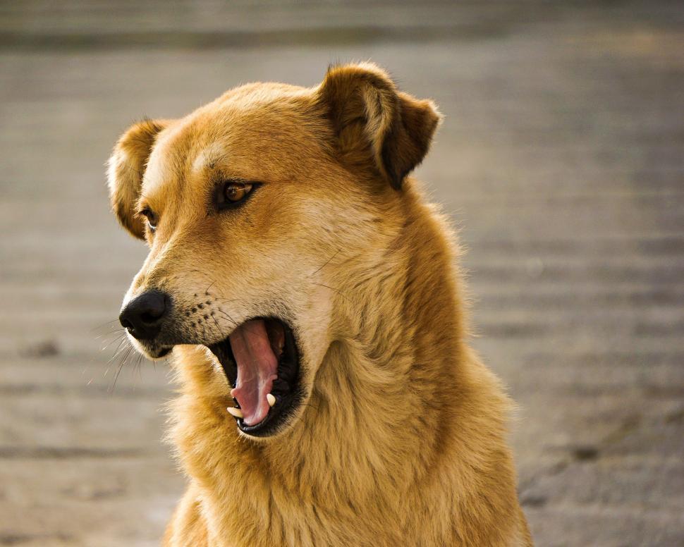 Free Image of Large Brown Dog Sitting on Top of Sidewalk 
