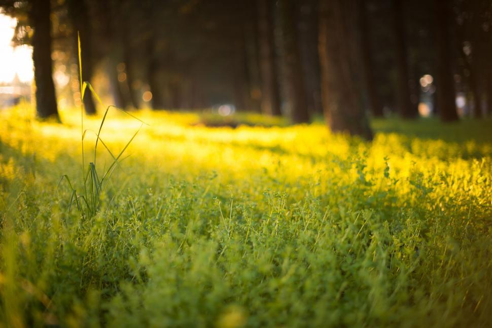 Free Image of Grassy Field With Trees in Background 