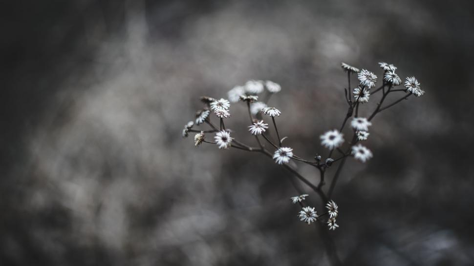 Free Image of Monochrome Flower in Bloom 