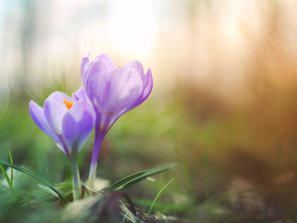 Free Image of Purple Flowers on Lush Green Field 