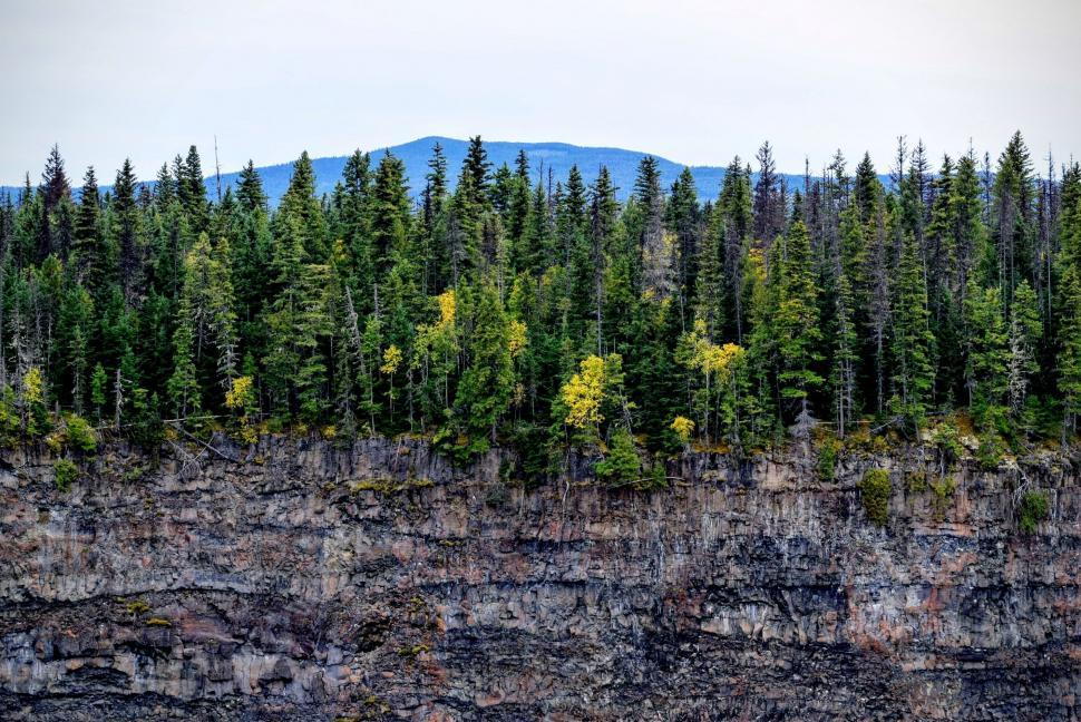Free Image of Group of Trees Standing in Dirt 