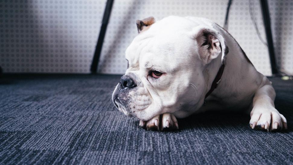 Free Image of Dog Laying on Floor in Room 
