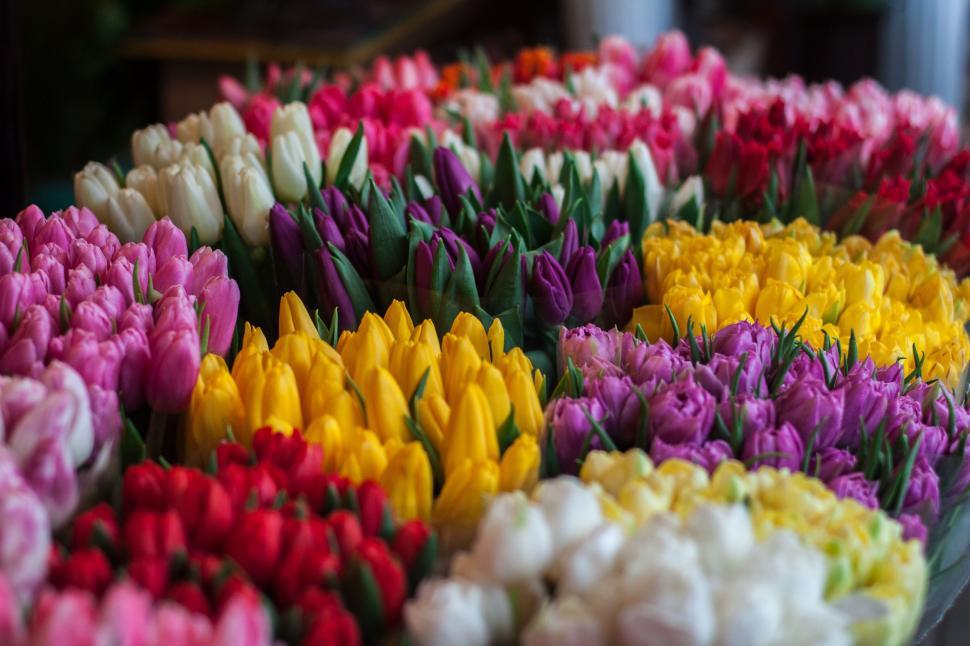 Free Image of Vibrant Flowers Arranged on a Table 