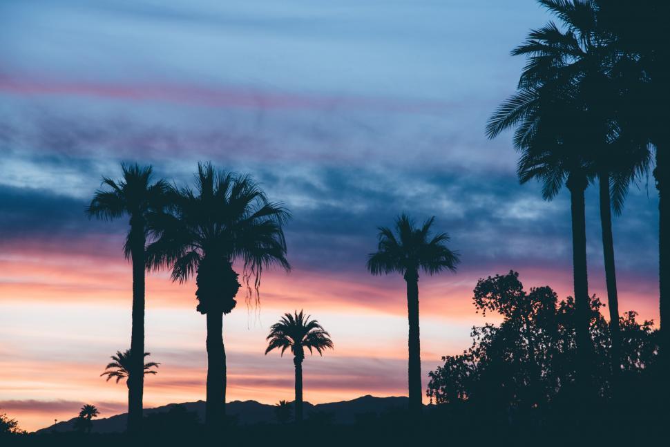 Free Image of Palm Trees Silhouetted Against Colorful Sunset 