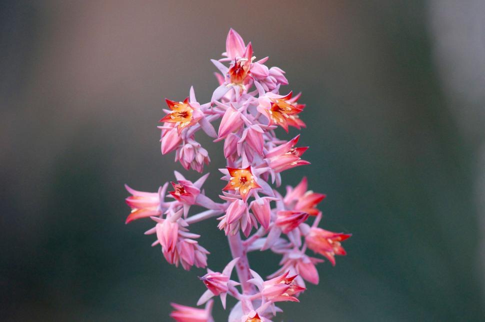 Free Image of Close Up of a Pink Flower on a Stem 
