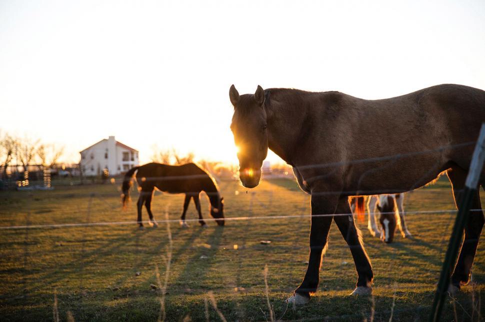 Free Image of Group of Horses Standing on Grass Covered Field 