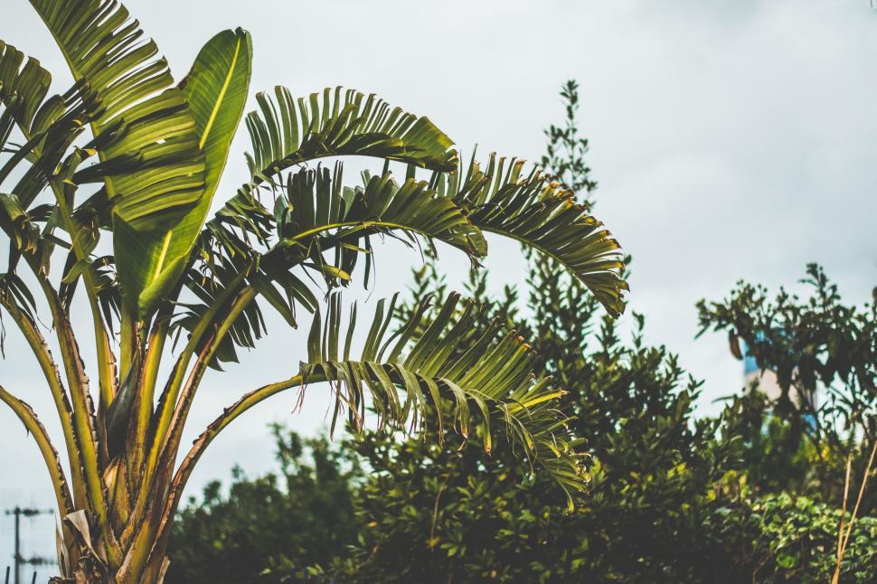 Free Image of Palm Tree Against Blue Sky 
