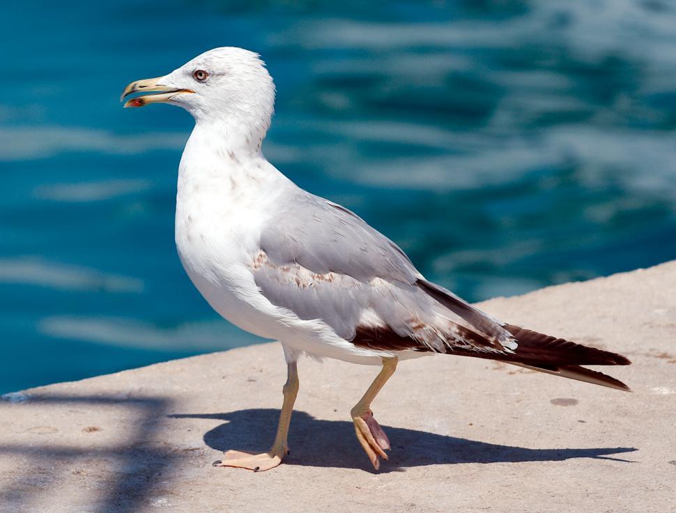 Free Stock Photo of The seagull | Download Free Images and Free ...