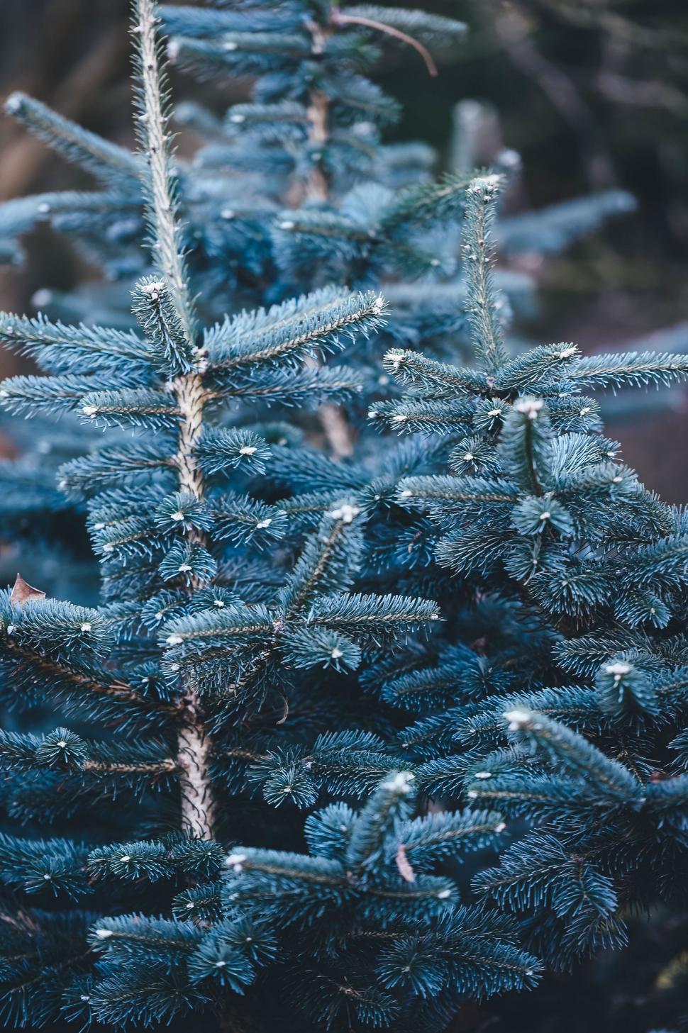 Free Image of Close Up of a Blue Christmas Tree 