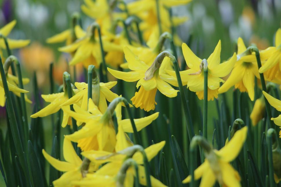 Free Image of Cluster of Yellow Flowers Growing in Grass 