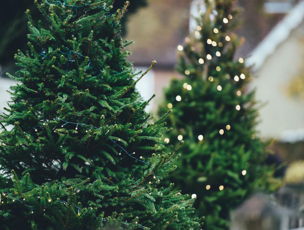 Free Image of Two Trees Standing Together 