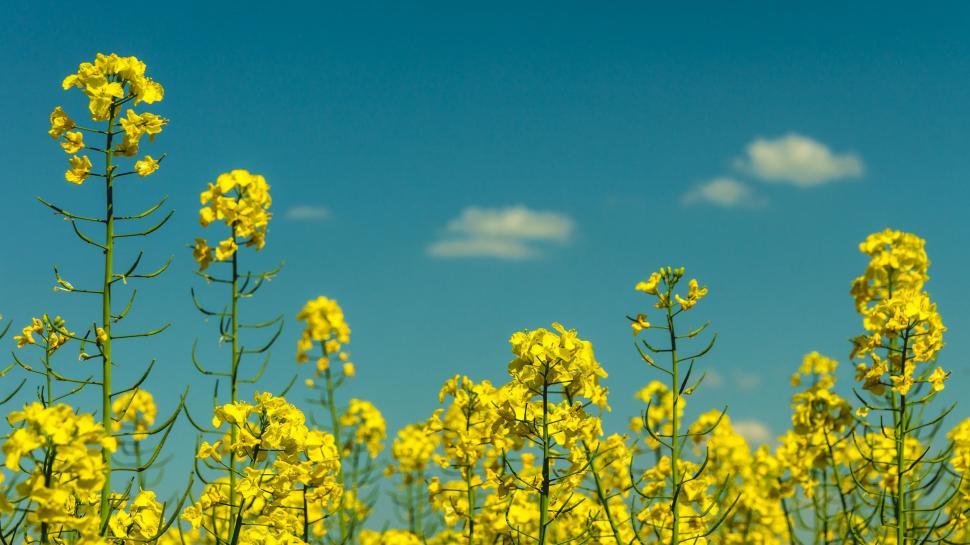 Free Image of Field of Yellow Flowers Under Blue Sky 