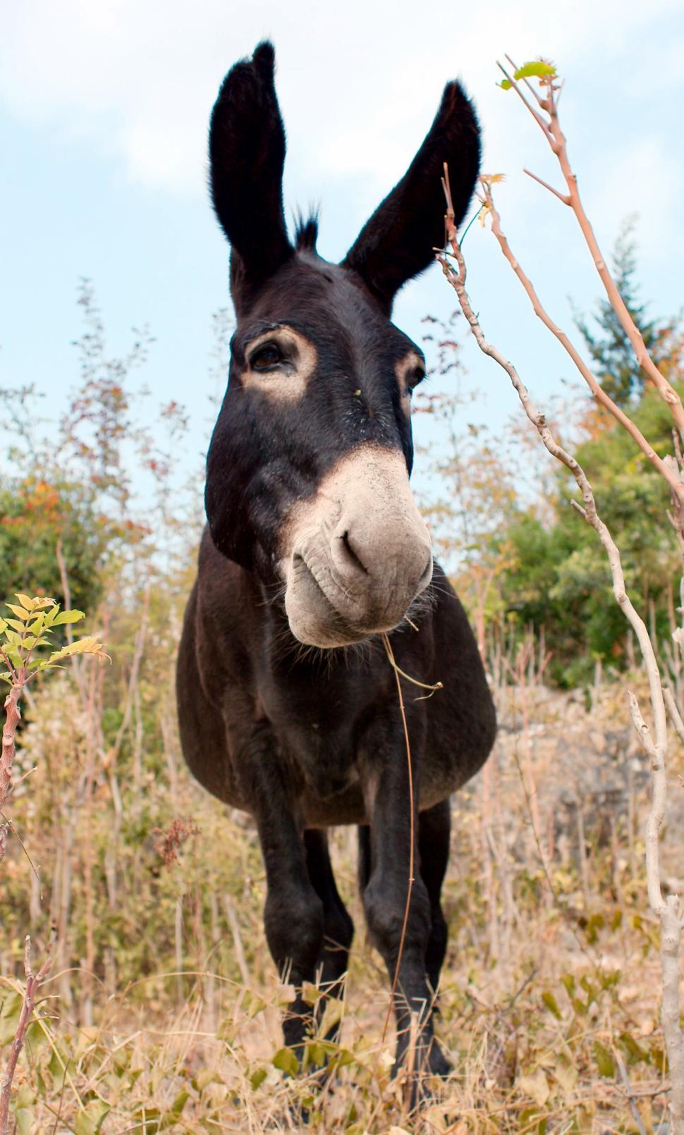 Free Stock Photo of The donkey | Download Free Images and Free
