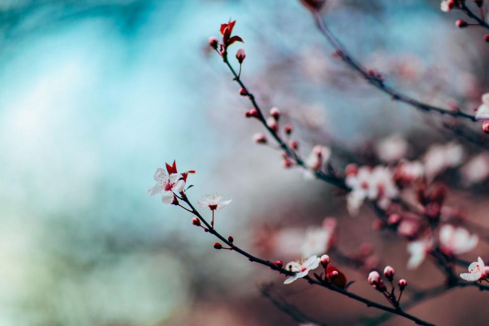 Free Image of Branch With White and Red Flowers 