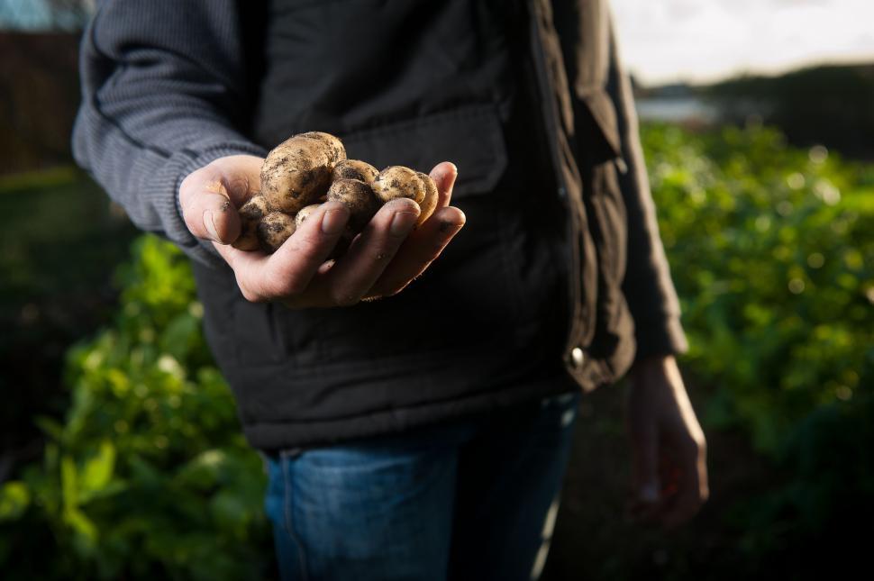 Free Image of Man Holding Handful of Mushrooms 