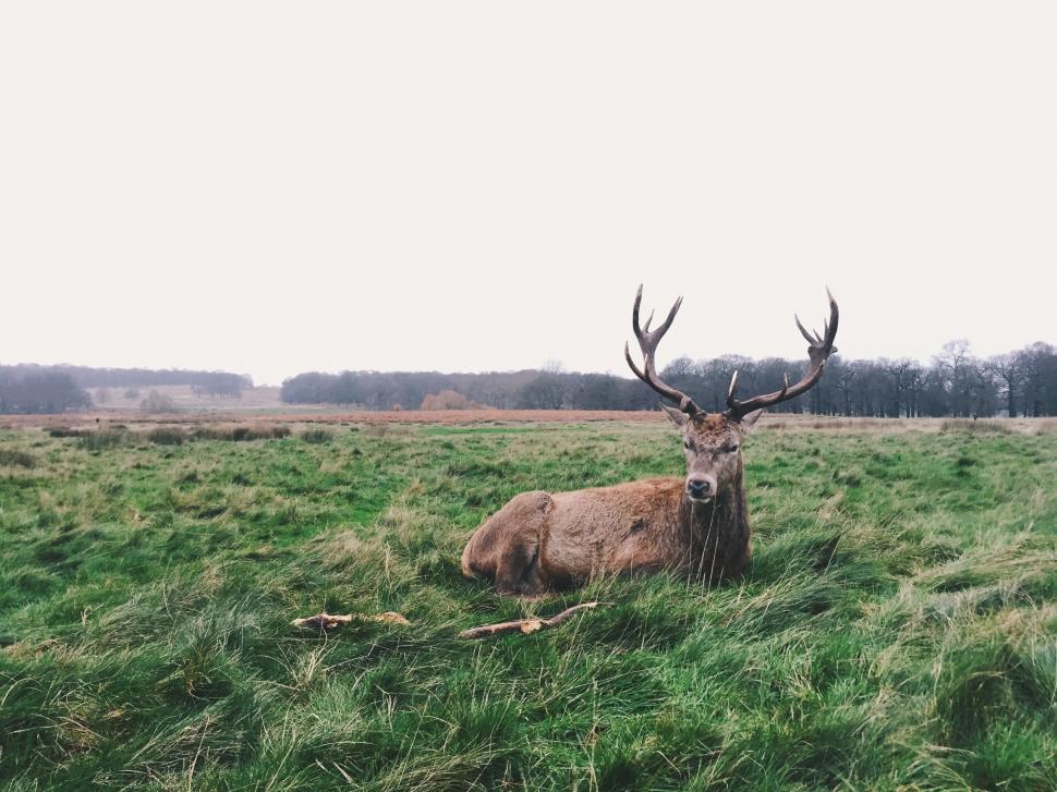 Free Image of Deer Resting in Grass Field 