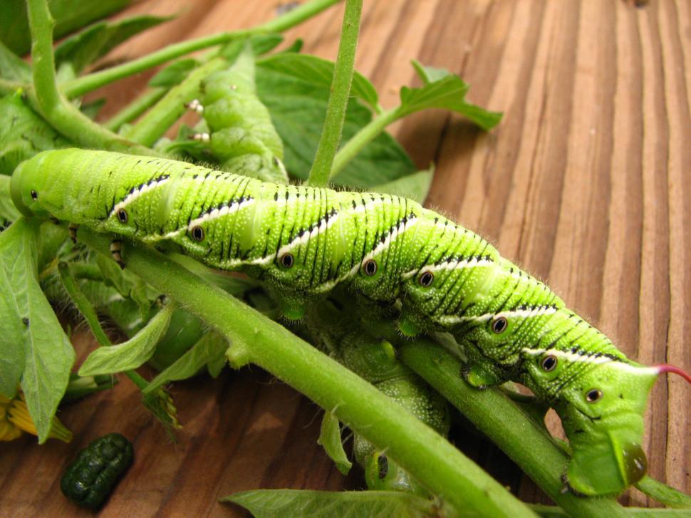 Free Stock Photo of Tomato Worm | Download Free Images and Free