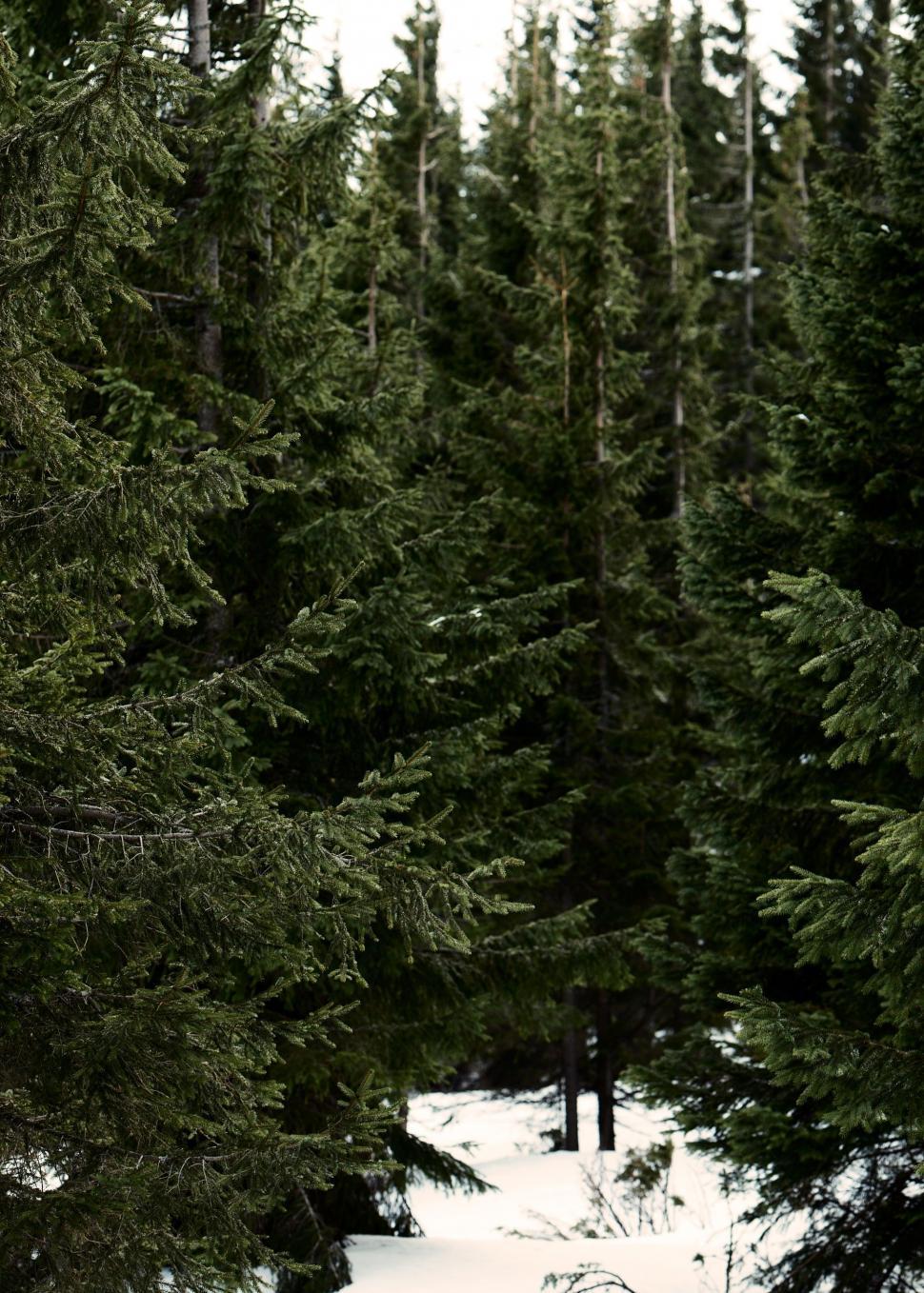 Free Image of Trees Covered in Snow 